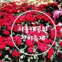 [6월 경기도 근교 여행/장미축제 데이트코스]서울대공원장미축제