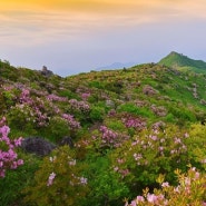 소백산 철쭉