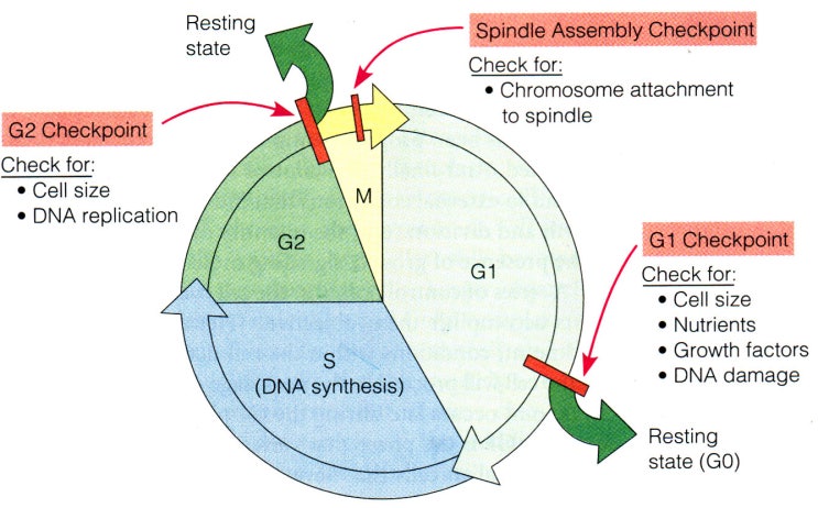 cell cycle check point Biology Diagrams