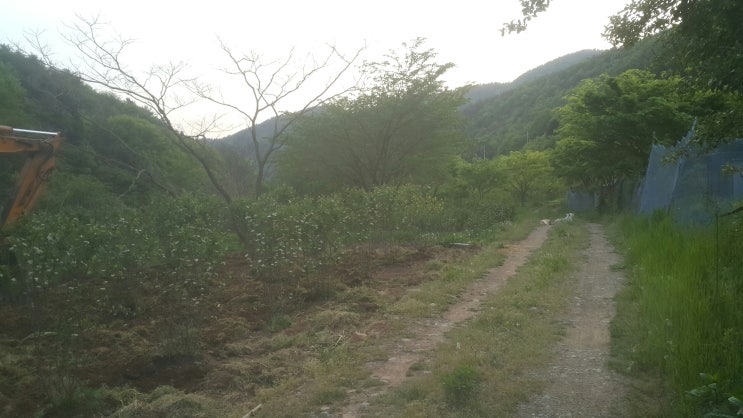 경남고성 갈모정사 아로니아밭 잡초제거 : 네이버 블로그