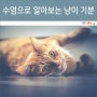 수염으로 알아보는 고양이 기분