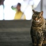타이완 여행 2일차 허우통에서 만난 고양이들