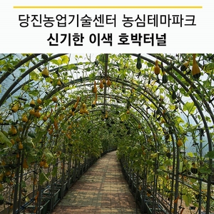 당진농업기술센터 농심테마파크 이색 호박터널 구경오세요