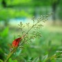 [실사] 부산화명장미마을(장미공원)