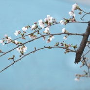 2017 봄, 벚꽃사진 1