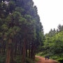 [제주]사려니숲길 : 피톤치드 듬뿍 마시며 그늘에서 천천히 산책하기 좋은 길~ 제주도를 오롯히 느끼기 좋은 곳!