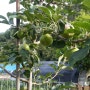 나무공예집의 사과나무와 도마 만들기