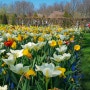 170409 AMSTERDAM, NETHERLANDS ] 큐켄호프 네덜란드 튤립 축제 Keukenhof