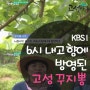 (2017.6.15)'KBS1 6시 내고향'에 방영된 고성 꾸지뽕