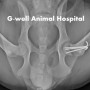 강아지 대퇴골두 성장판 골절 정복 (Capital Physeal Fractures of the Femur Bone in a Dog) [청주지웰동물병원]