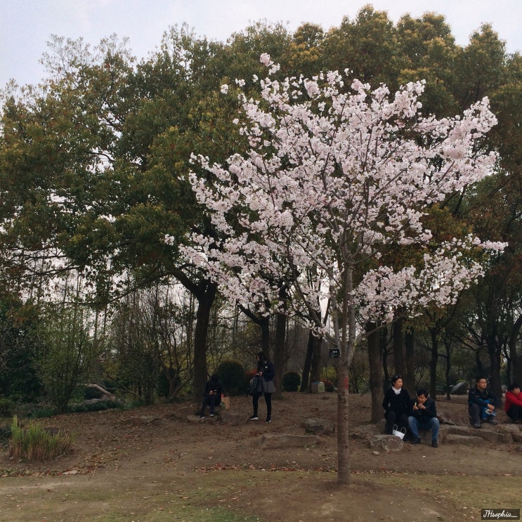 [상하이] 상하이의 봄：in 상해식물원(上海植物园)