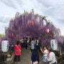 [ 후쿠오카 ] 3박4일 자유여행 야나가와 등나무꽃축제 텐진 우동 소바 맛집 추천 아크로스후쿠오카