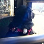 강아지 혼자 버스를 타면 이상한가요?