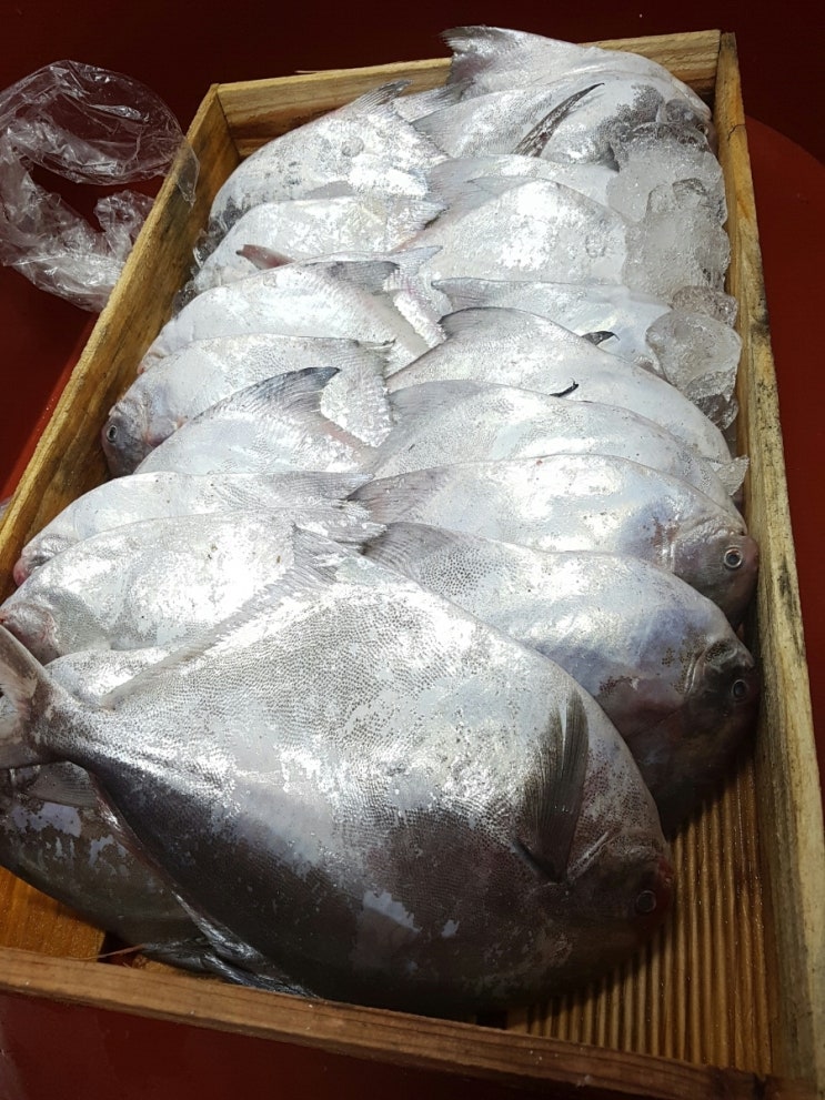 [민어청년] 병어가격 신안병어싼곳 : 네이버 블로그