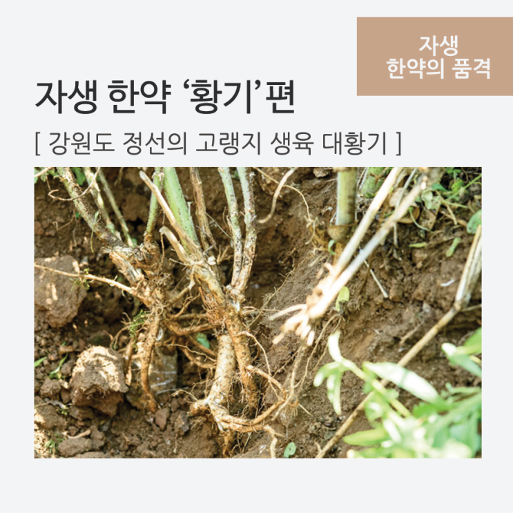 자생한방병원의 좋은 한약재를 찾아서 - 황기편 : 네이버 블로그