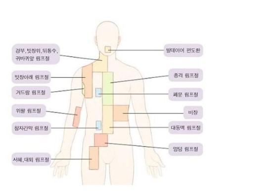 림프선의 기능 및 위치와 마사지 효능 : 네이버 블로그