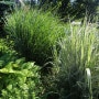 억새풀 Japanese Silver Grass ‘Cabaret’원추리꽃, 보라색 개망초꽃, 샤스타데이지 길위에서의 생각-류시화 ,CNBLUE (씨엔블루)