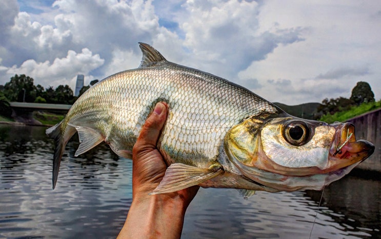 강준치 Chanodichthys erythropterus : 네이버 블로그