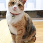 다락방 고양이 - 모과 & 오디 일기 / 오랜만이양!