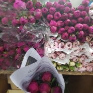 주말에 다녀온 고터 꽃 도매시장