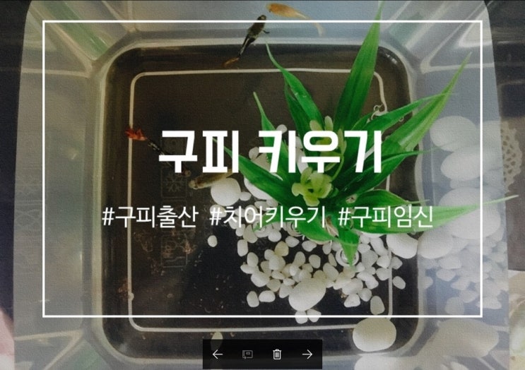 구피 출산, 구피 임신 증상, 구피 키우기 : 네이버 블로그
