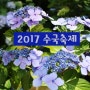 [부산가볼만한 곳]부산여행 태종대 수국축제현장/2017 수국축제