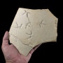 <흔적 화석> 새 발자국 화석 Fossil Bird tracks