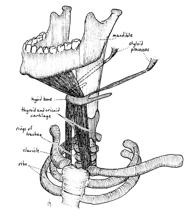 설골 (Hyoid Bone), 작지만 중요한!