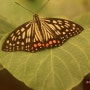 아름다운 나비세상 -국립수목원 전시회