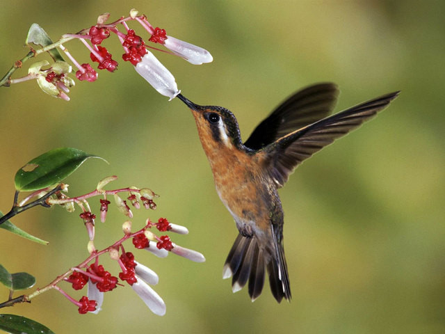 벌새효과(Hummingbird Effect) : 네이버 블로그