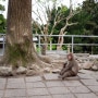 벳푸 다카사키야마 자연동물원/ 원숭이 동산의 봄