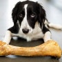 강아지에게 안전한 뼈는 어떤 뼈일까요?