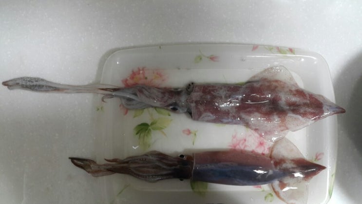 [한치낚시] 이것만 알면 한치에깅 초보 탈출2 - 한치와 살오징어 구별법 : 네이버 블로그