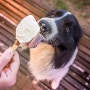 강아지는 아이스크림을 사랑합니다!