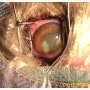 [다나동물병원 안센터(Eye Center)안과전문동물병원] 고양이 각막 분리 괴사증(corneal sequestrum) 치료 [다나안과동물병원 백내장 녹내장]