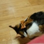 고양이 수제 가죽 목걸이 선물 받다 (반려동물 목걸이, 반려견 목걸이, 반려묘 목걸이)