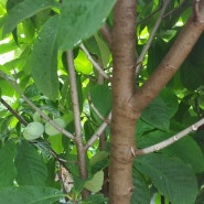 포포나무열매 비대기간