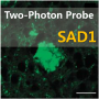 SAD1, Two-Photon Probe