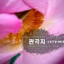 시흥연꽃테마파크, 관곡지, 연꽃을 탐하다