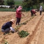 해피팡팡 건강한 수제간식 만들기를 위한 유기농 고구마 농사!