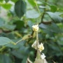 갈색날개매미충 꽃모양벌레 꽃같이생긴벌레
