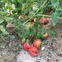 유기농 텃밭 올해는 토마토 열과로 농사망침