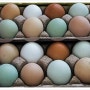 하루에 먹어도 안전한 계란은 몇개일까요?