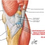 내측 슬관절통, 아족낭염(pes anserinus bursitis)