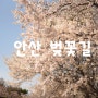 안산 벚꽃길 : 도시자연공원, 서울 벚꽃명소