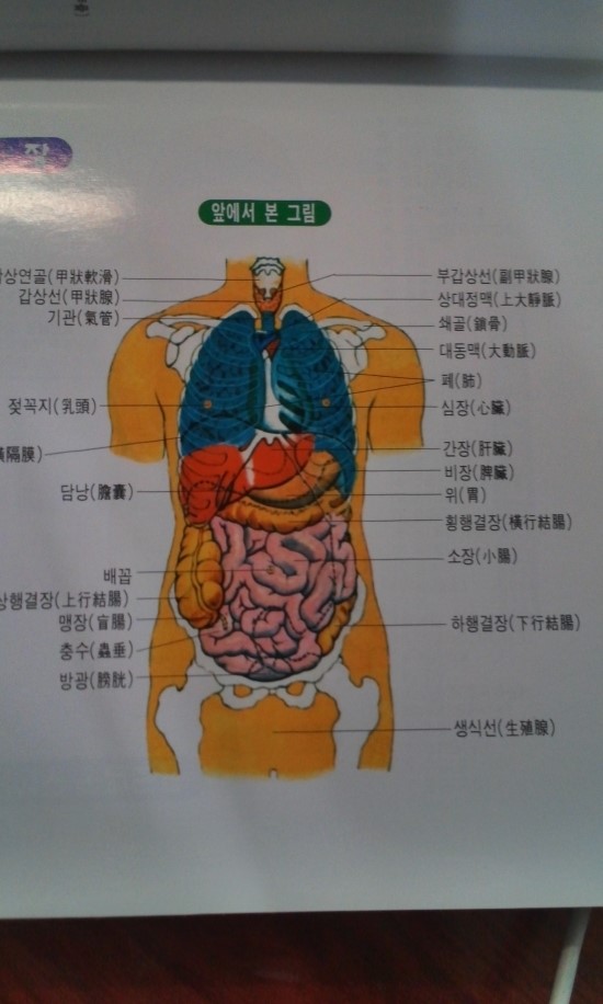 발지압, 발지압의 모든 것, 발마사지, 발마사지의 모든 것, 내 뇌는 발에 가고 싶다. 모든 것은 발에 있다. 건강은 발에서부터 ...