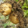 재미로 심은 감자 수확했어요