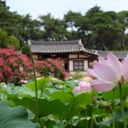 연꽃과 배롱꽃의 향연, 한국의 아름다운 정원 경주 종오정