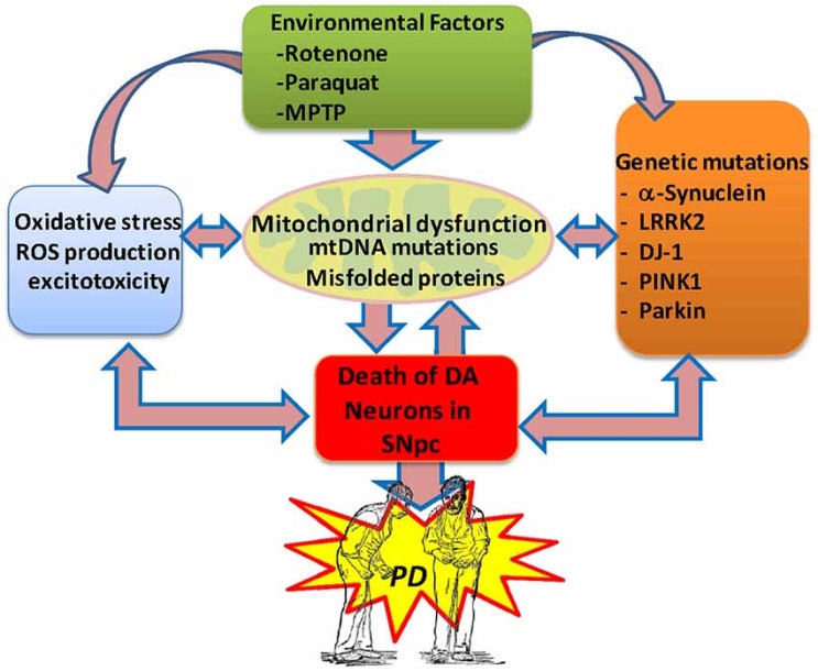 원주 파킨슨 병 1 / Parkinson’s disease between internal medicine and