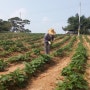 [수제간식만들기] 강아지를 위한 유기농 고구마 농사이야기 2탄! :: 해피팡팡